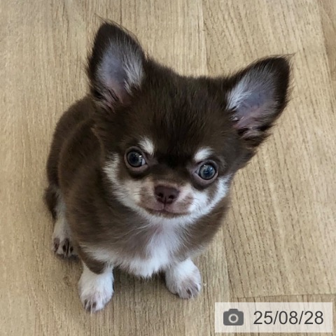 チワワの写真