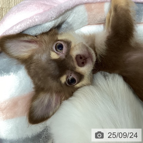 チワワの写真