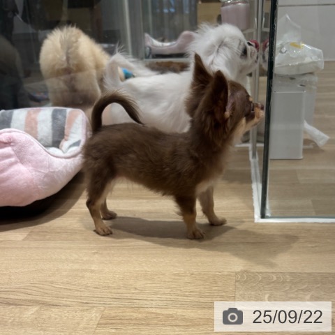 チワワの写真