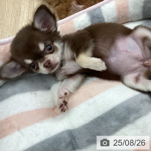 チワワの写真