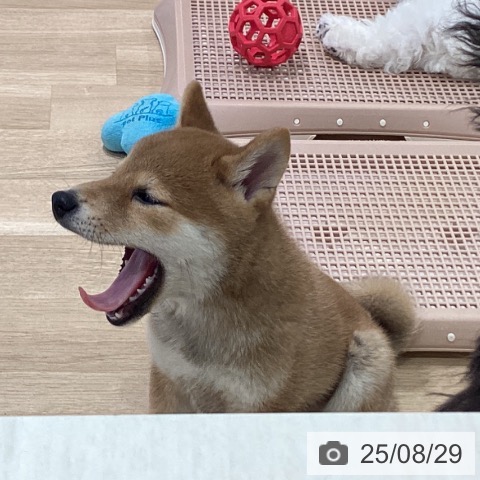 柴の写真