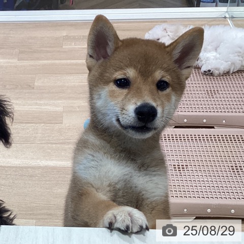 柴の写真