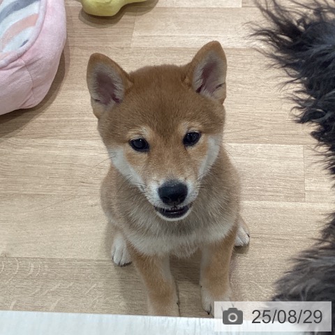 柴の写真