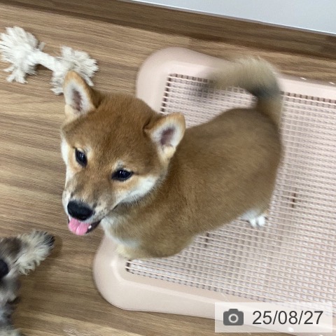 柴の写真