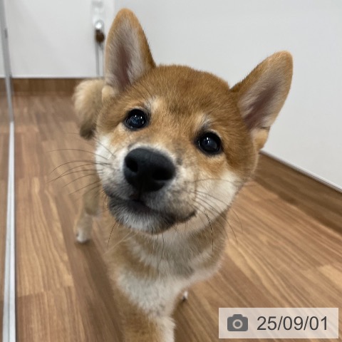 柴の写真