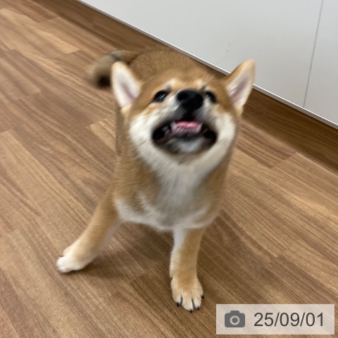 柴の写真