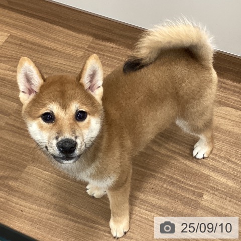 柴の写真