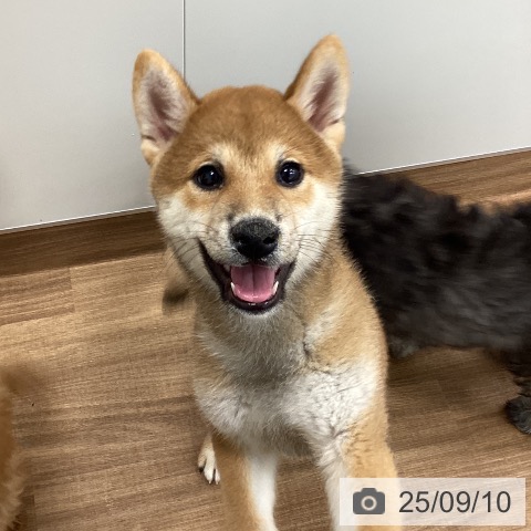 柴の写真