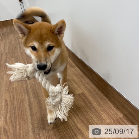 柴の写真