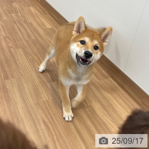 柴の写真