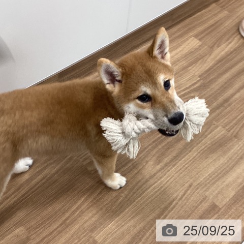 柴の写真