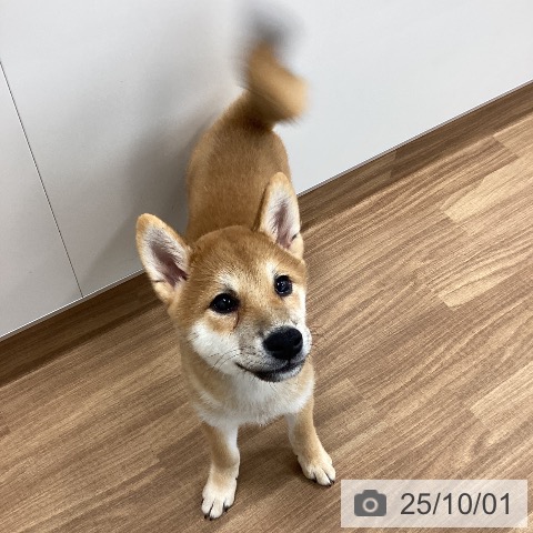 柴の写真