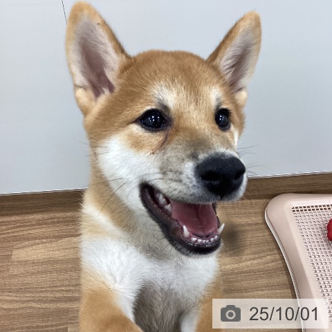 柴の写真