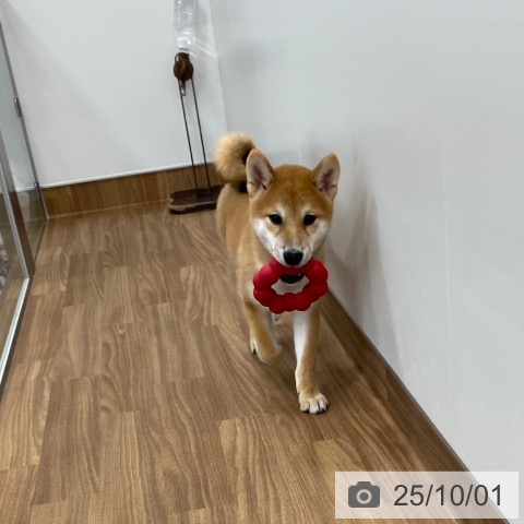 柴の写真