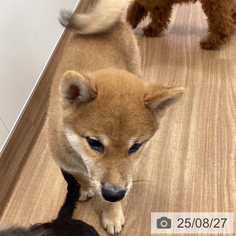 柴の写真