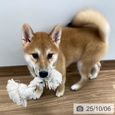 柴の写真