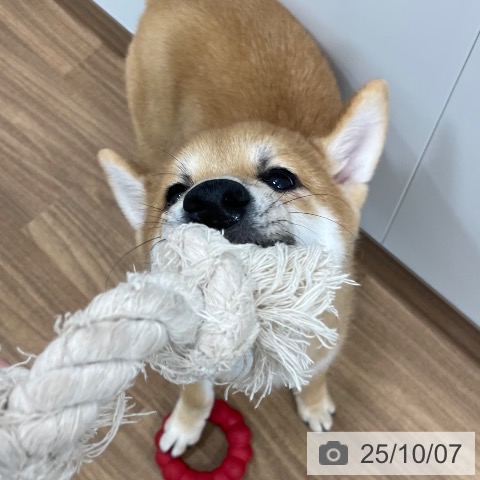 柴の写真