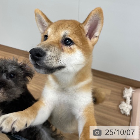 柴の写真