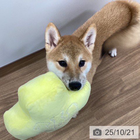 柴の写真