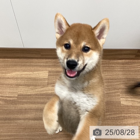 柴の写真