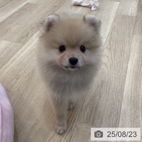 ポメラニアンの写真