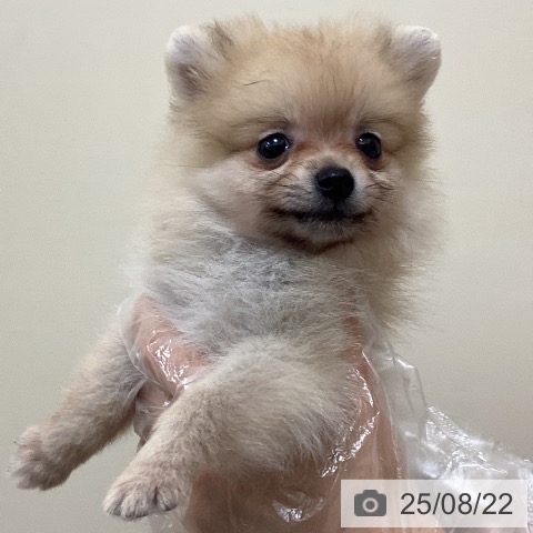 ポメラニアンの写真