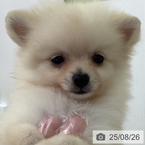 ポメラニアンの写真