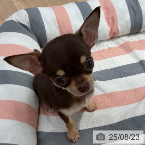 チワワの写真