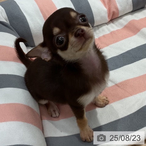 チワワの写真
