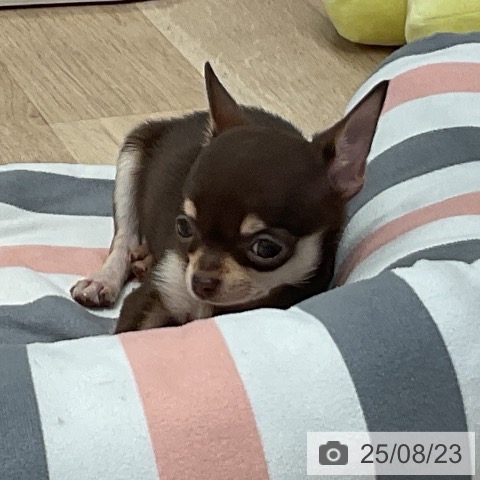 チワワの写真