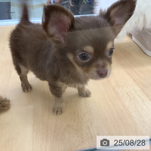 チワワの写真