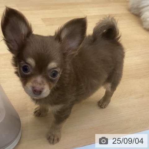 チワワの写真