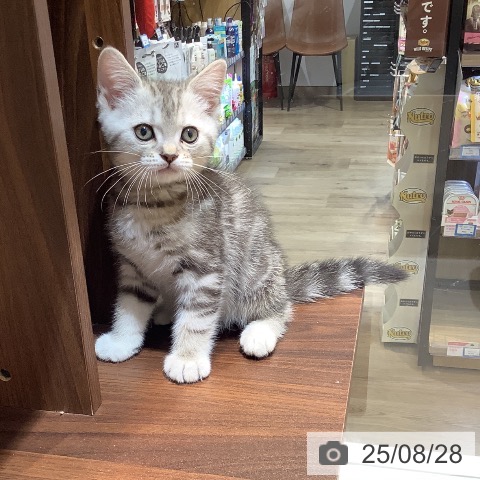 マンチカンの写真