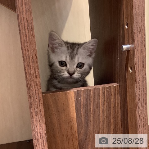 マンチカンの写真