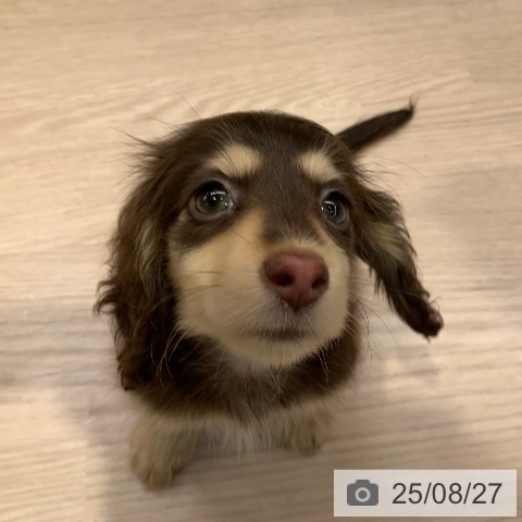 ミニチュア・ダックスフンドの写真