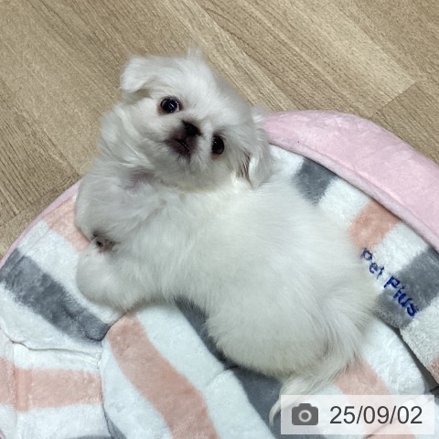 ペキニーズの写真