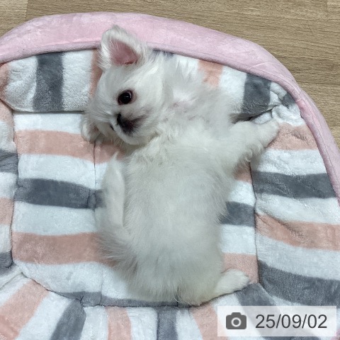 ペキニーズの写真