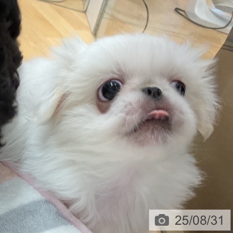 ペキニーズの写真