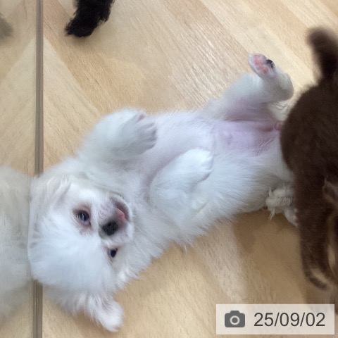 ペキニーズの写真