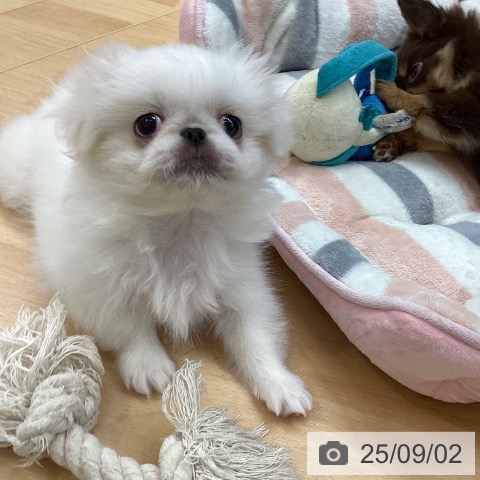 ペキニーズの写真