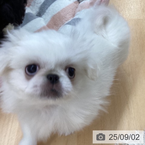 ペキニーズの写真