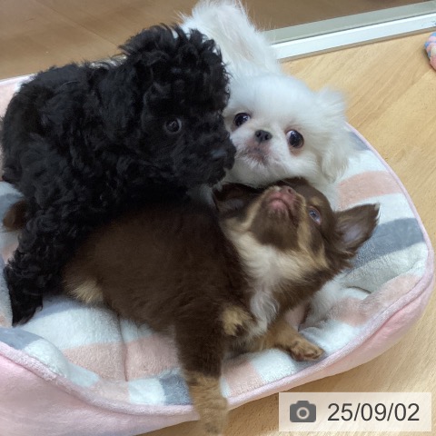 ペキニーズの写真