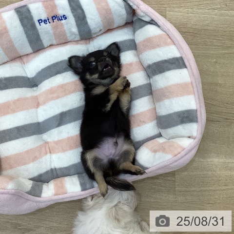 チワワの写真