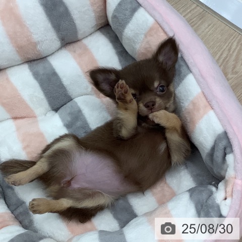 チワワの写真
