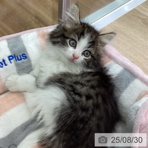 ノルウェージャンフォレストキャットの写真