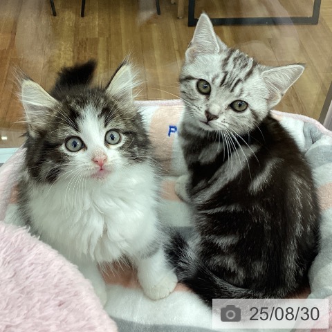 ノルウェージャンフォレストキャットの写真