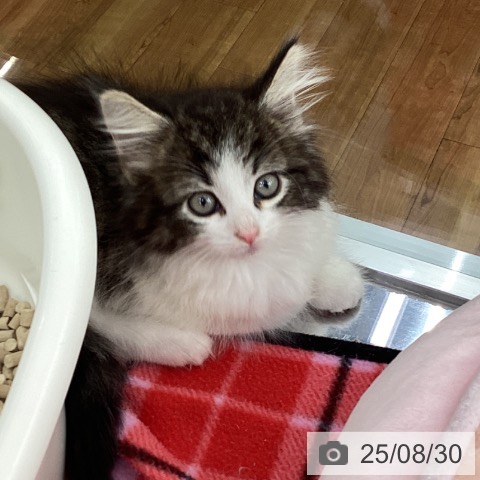 ノルウェージャンフォレストキャットの写真