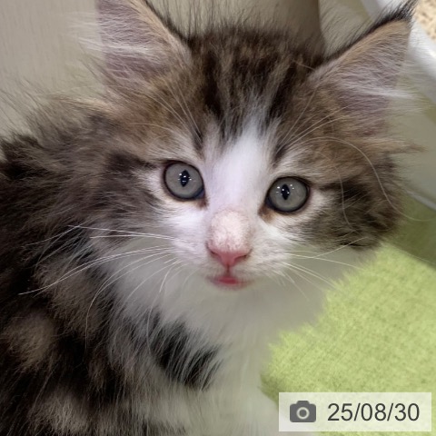 ノルウェージャンフォレストキャットの写真