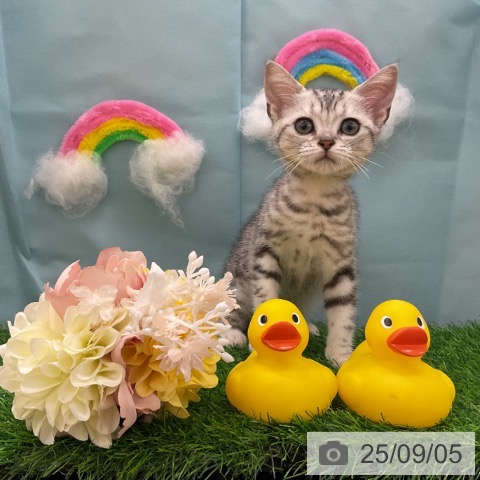 アメリカンショートヘアの写真