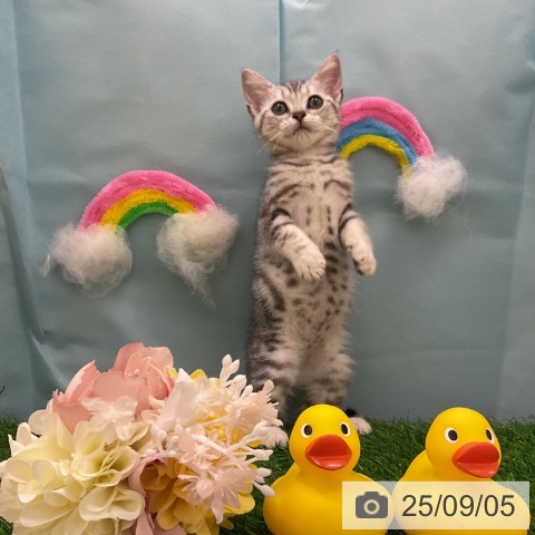 アメリカンショートヘアの写真